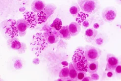 Bresser Dauerpräparate>Dauerpräparate: Histologie