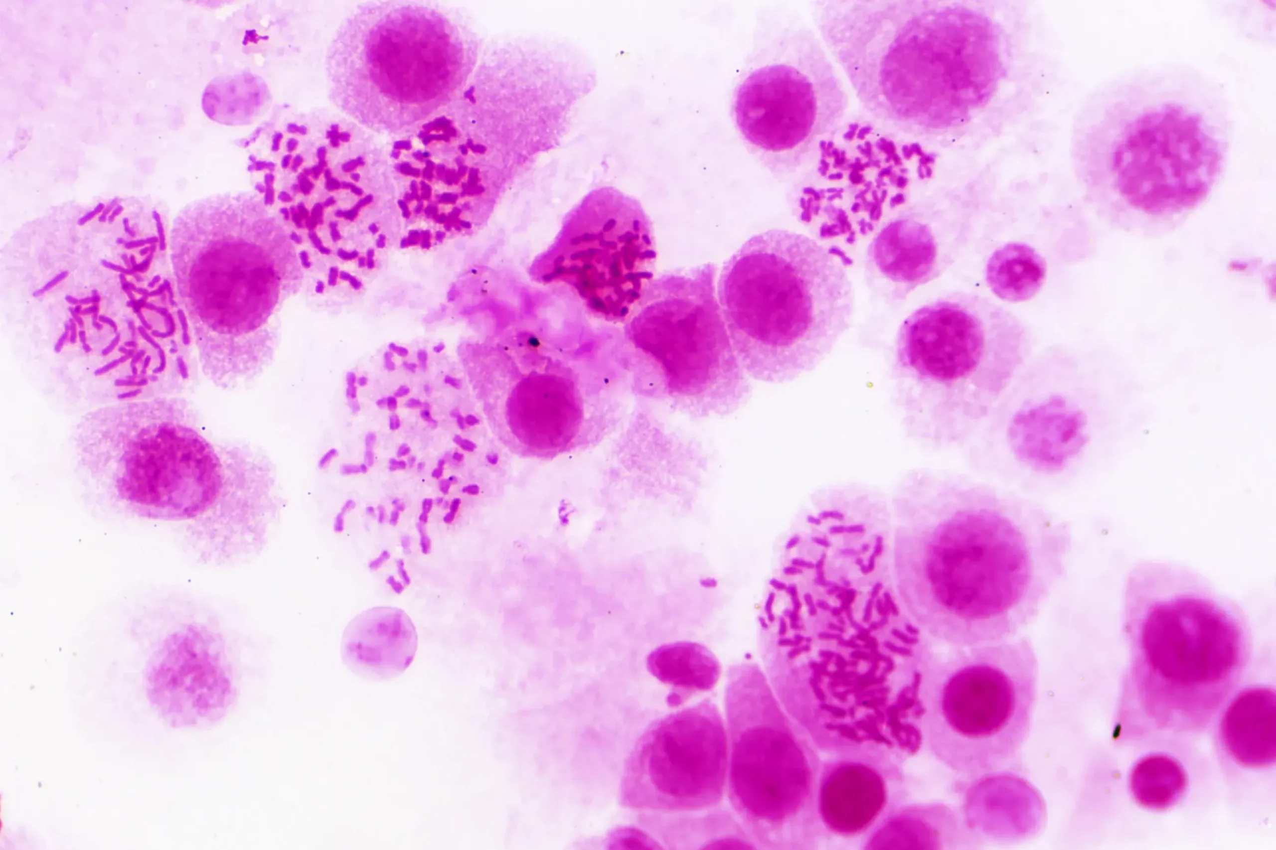Bresser Dauerpräparate>Dauerpräparate: Histologie