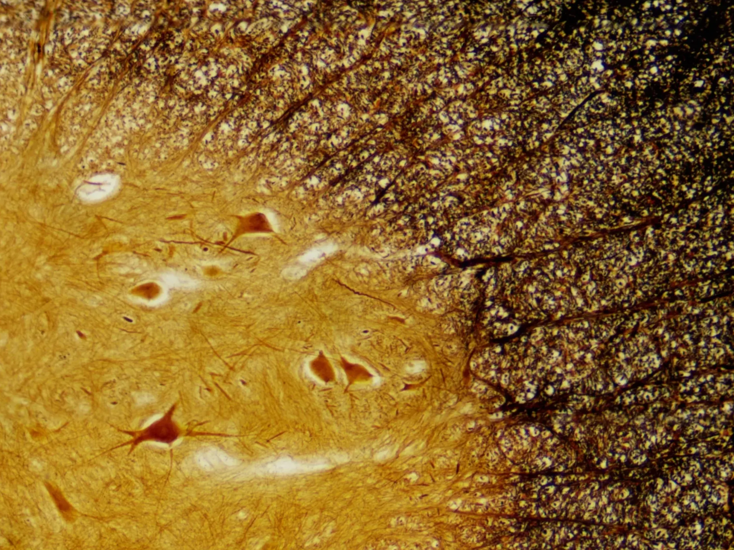 Bresser Dauerpräparate>Dauerpräparate: Histologie