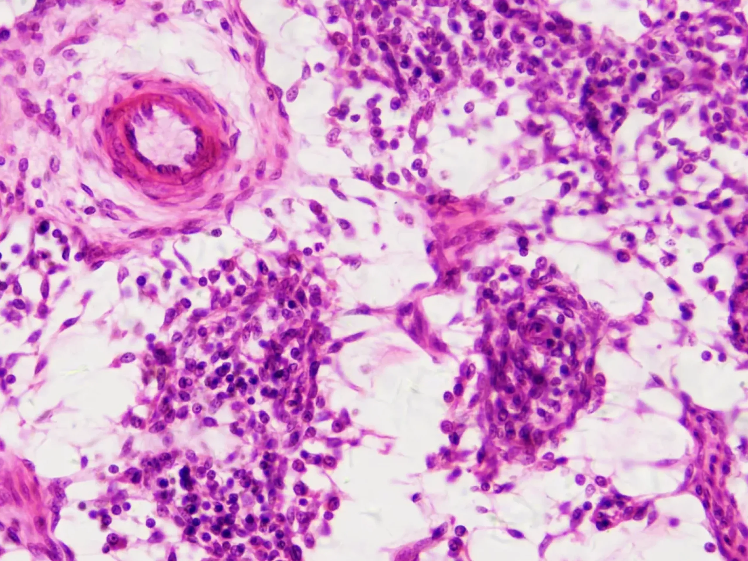 Bresser Dauerpräparate>Dauerpräparate: Histologie
