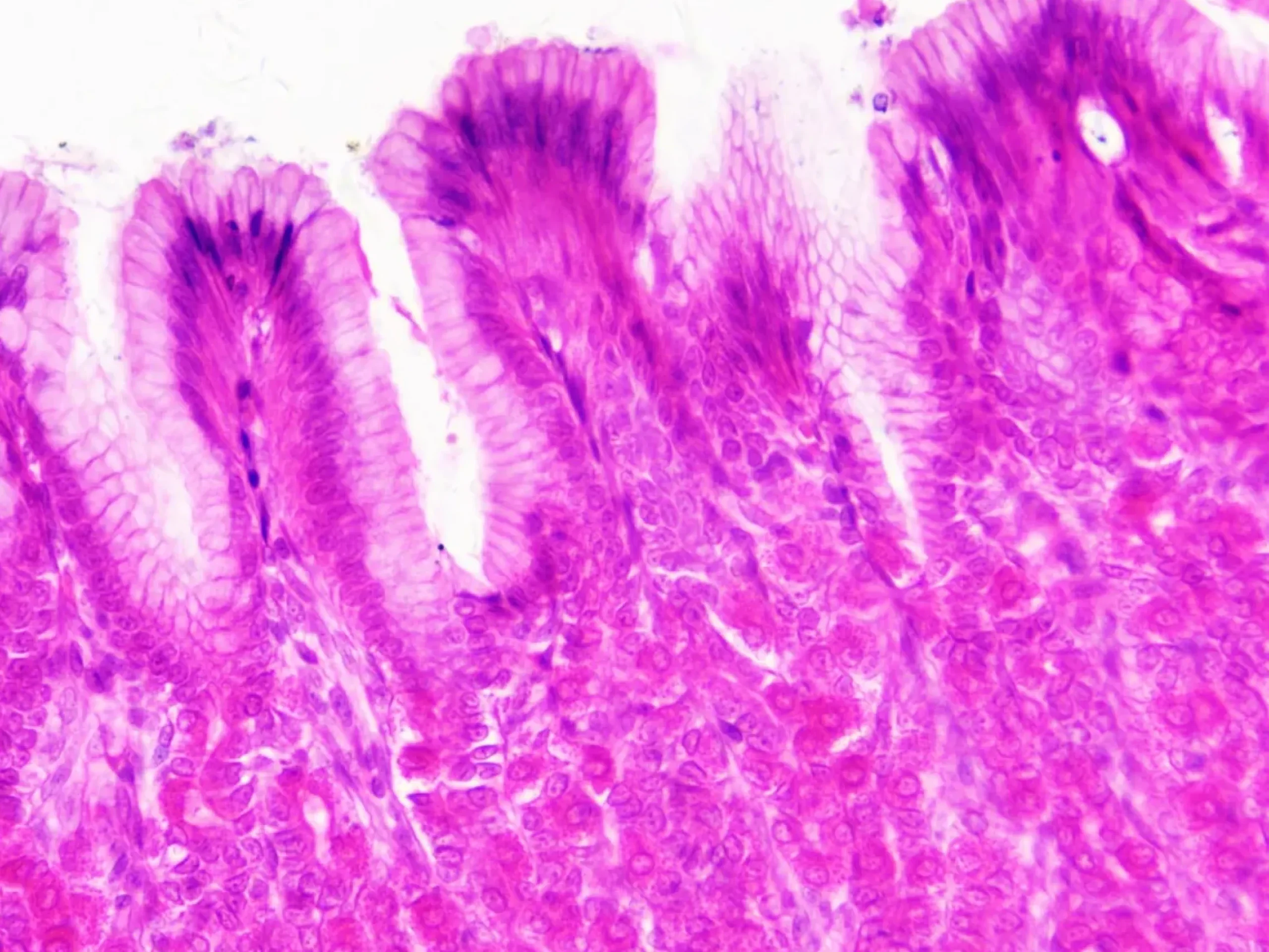 Bresser Dauerpräparate>Dauerpräparate: Histologie