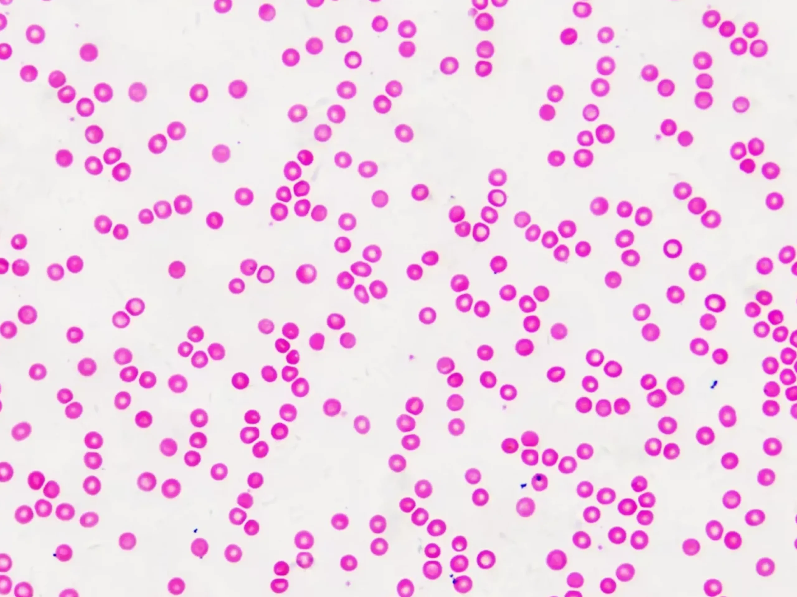 Bresser Dauerpräparate>Dauerpräparate: Histologie