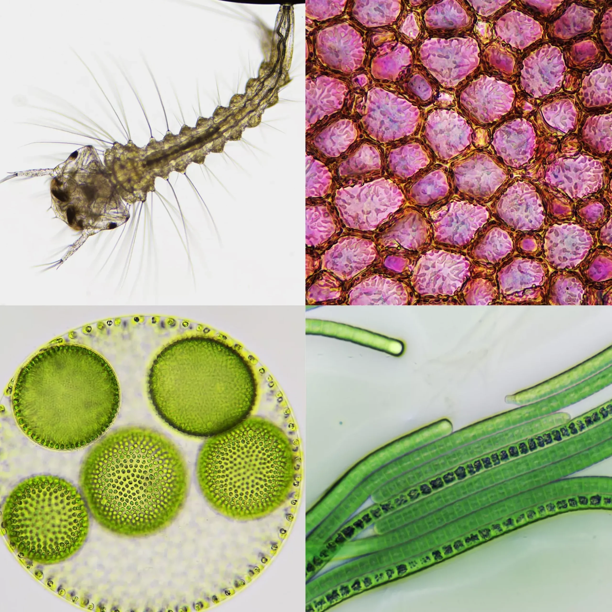 Bresser Durchlichtmikroskope|Labormikroskope>Science Infinity Mikroskop