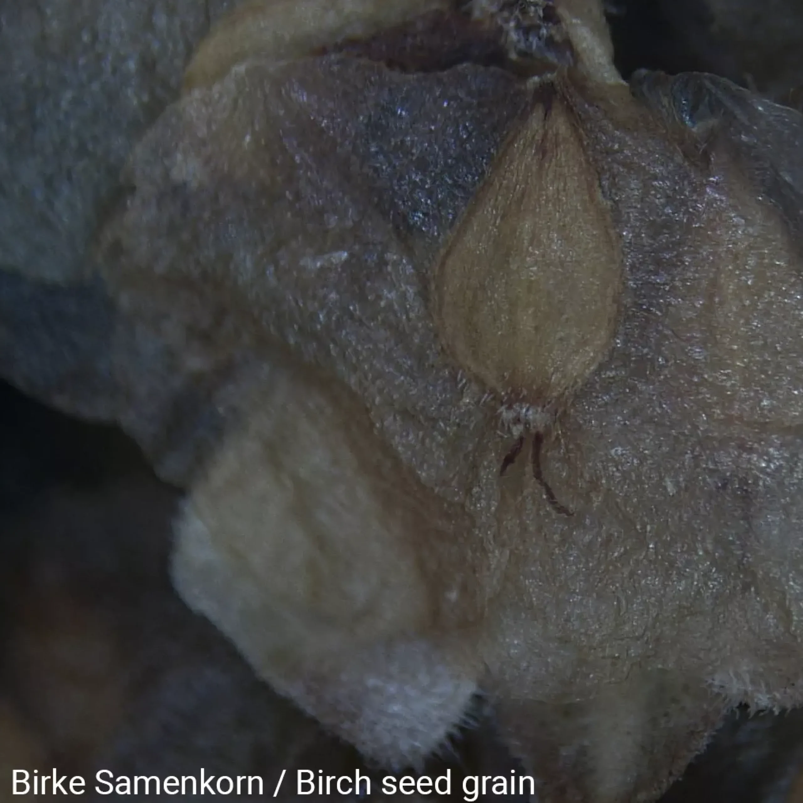 Kinder Bresser Kindermikroskop>NATIONAL GEOGRAPHIC Binokulares Mikroskop